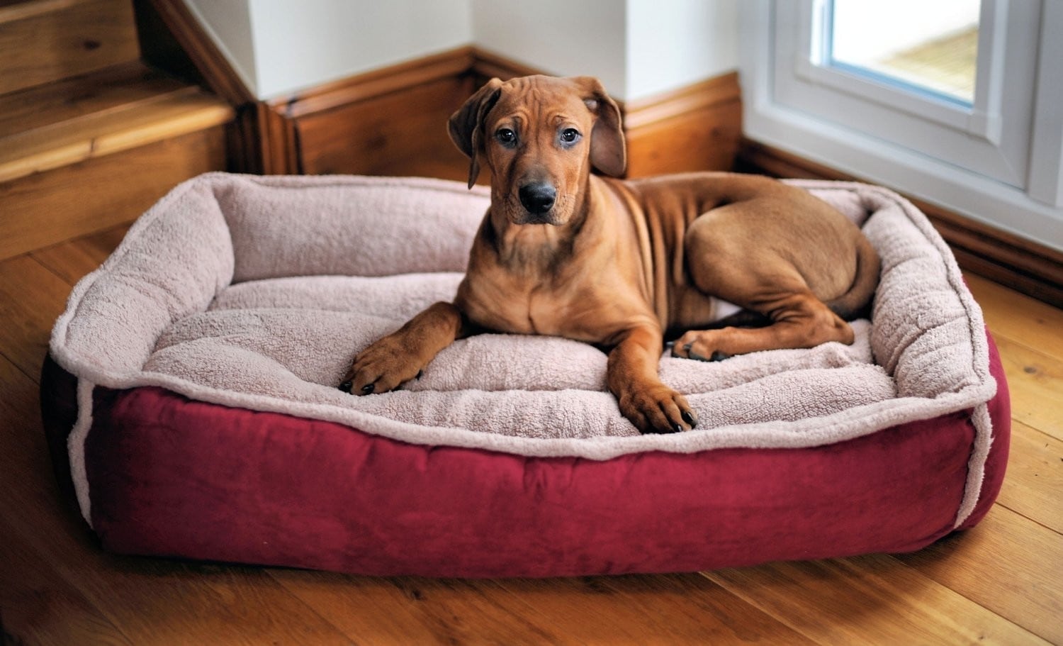 indestructible dog top for heavy duty welcome the best orthopedic beds end tables made into review puppyurl mission furniture quirky bedside cabinets shaped living room layout